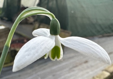Galanthus 'Millers Late'